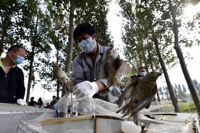 Tianjin volunteers destroy a migrant bird killing operation