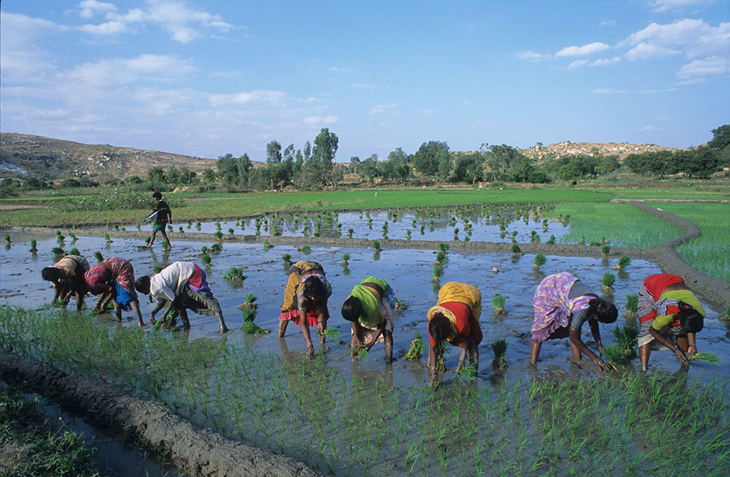 Indian Agricultural Development Has Provided Opportunities for Deepening Agricultural Cooperation between China and India