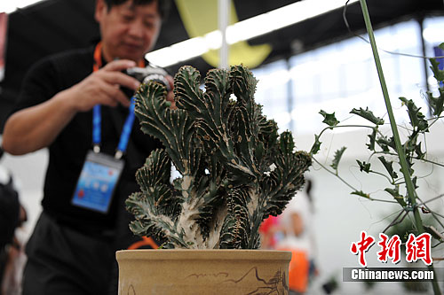 Cacti beauty competition