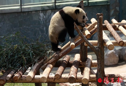 Rare animals arrive in Xi'an