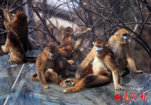 Rare animals arrive in Xi'an