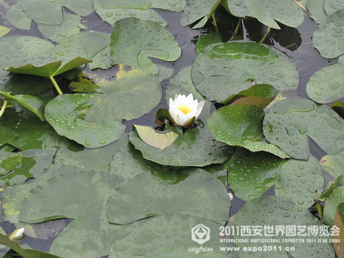 The romantic Xi'an Expo Park in the rain