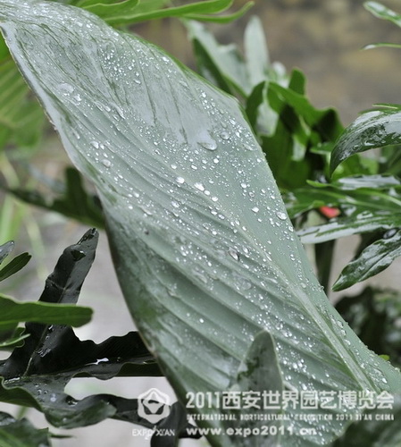 The romantic Xi'an Expo Park in the rain