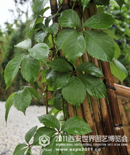 The romantic Xi'an Expo Park in the rain