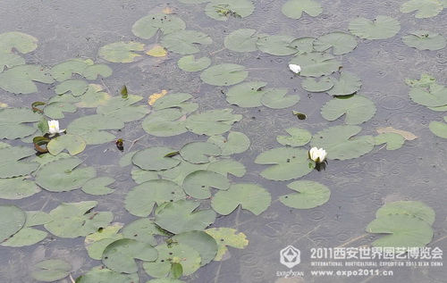 The romantic Xi'an Expo Park in the rain