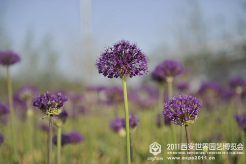 Beautiful sight of nature in Xi'an Expo Park