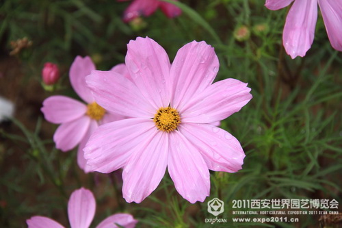 Beautiful sight of nature in Xi'an Expo Park