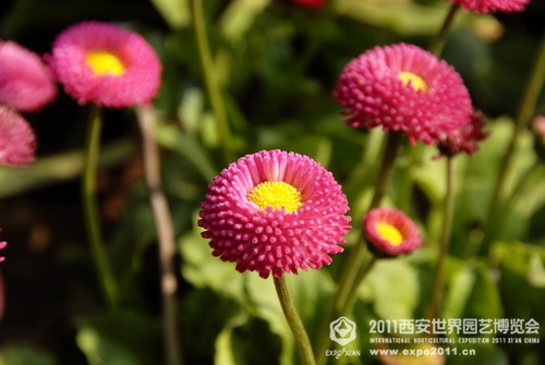 Beautiful sight of nature in Xi'an Expo Park