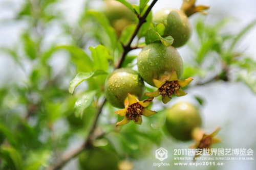 Beautiful sight of nature in Xi'an Expo Park