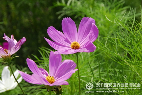 Beautiful sight of nature in Xi'an Expo Park