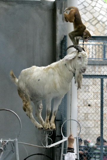 Animals performers during a circus show in Fuzhou