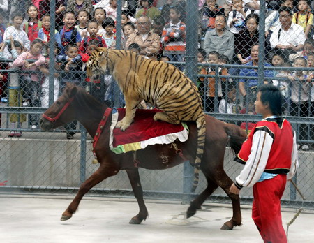 Animals performers during a circus show in Fuzhou