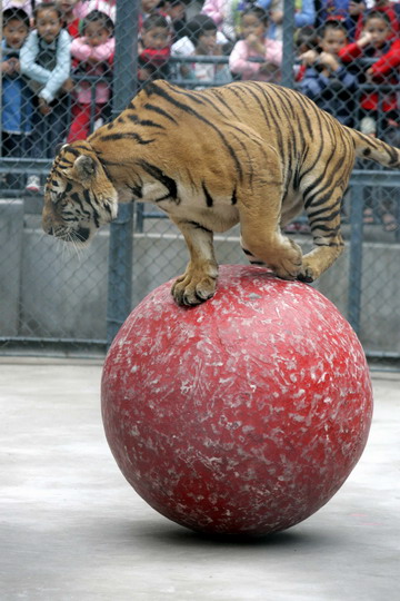 Animals performers during a circus show in Fuzhou