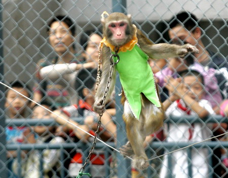 Animals performers during a circus show in Fuzhou