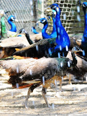 Zoo helps animals escape heat