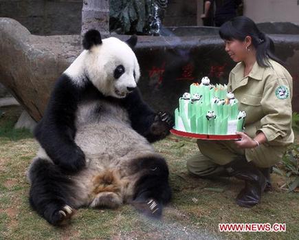 Giant panda's 30th birthday