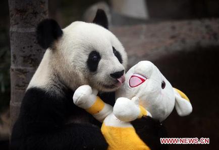 Giant panda's 30th birthday