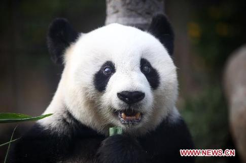 Giant panda's 30th birthday