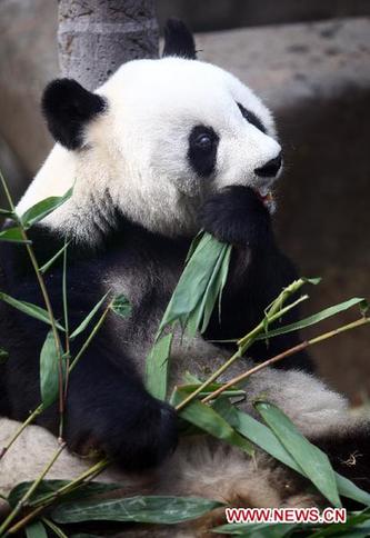 Giant panda's 30th birthday