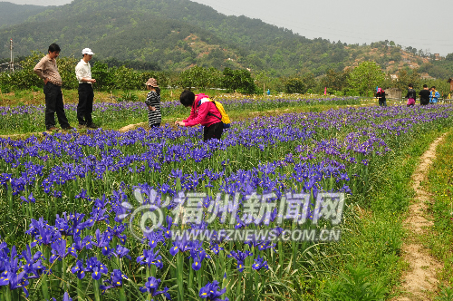 旗山桃花始盛开 荆溪鸢兰碟起舞