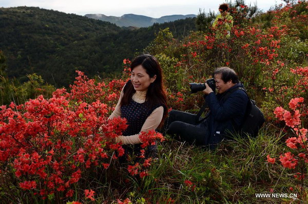 Azalea blossoms on mountain in Fujian