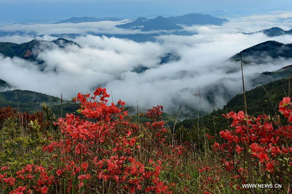 Azalea blossoms on mountain in Fujian