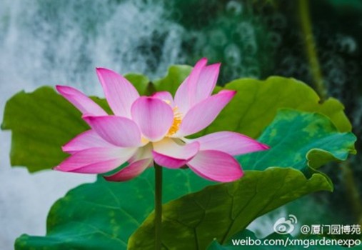 2014 Lotus Expo to open in Xiamen