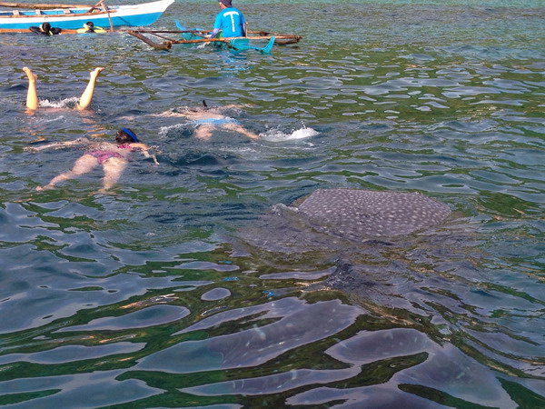 Sumilon, an island for intimate contact with whale sharks