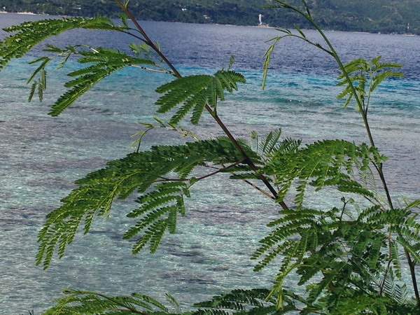 Sumilon, an island for intimate contact with whale sharks