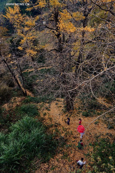 Golden scenery of gingko forest in Fujian