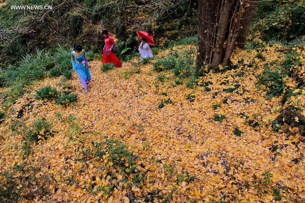 Golden scenery of gingko forest in Fujian