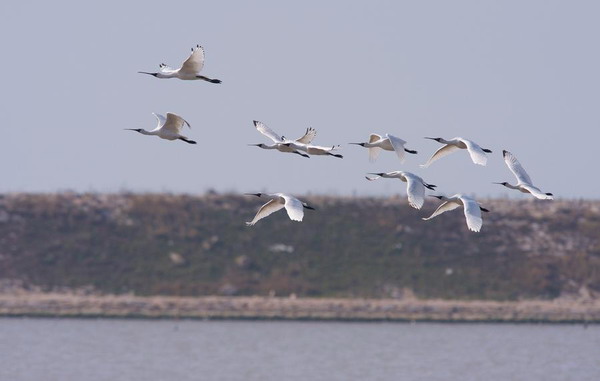 100 black-faced spoonbills spotted in Fujian