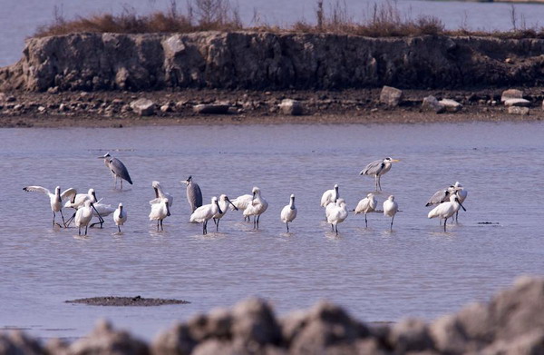 100 black-faced spoonbills spotted in Fujian