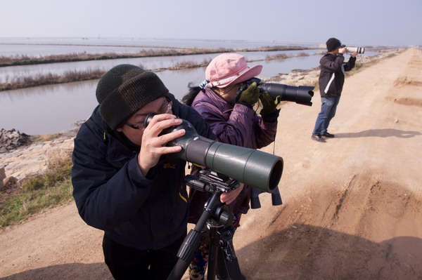 100 black-faced spoonbills spotted in Fujian