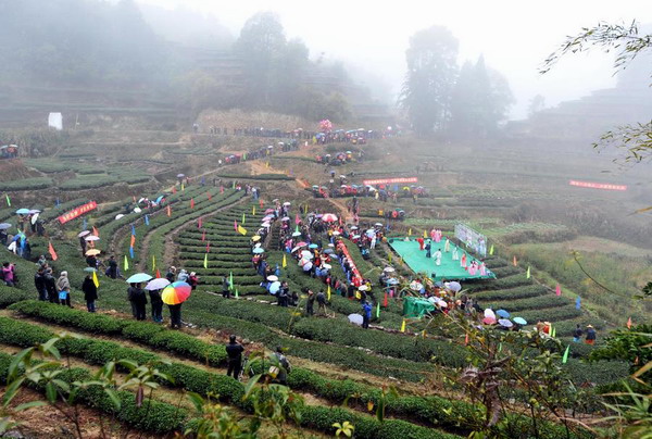 Tea songs served up in Xiamen