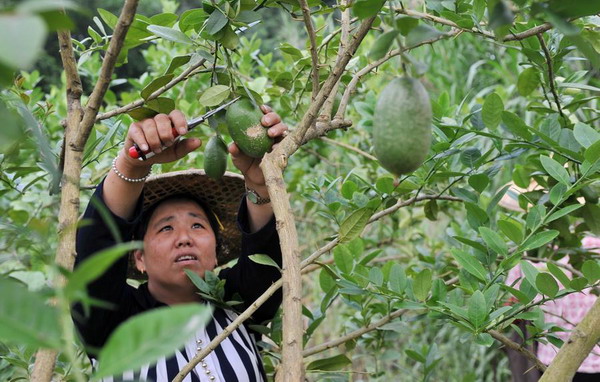 Cross-Straits agricultural cooperation heats up