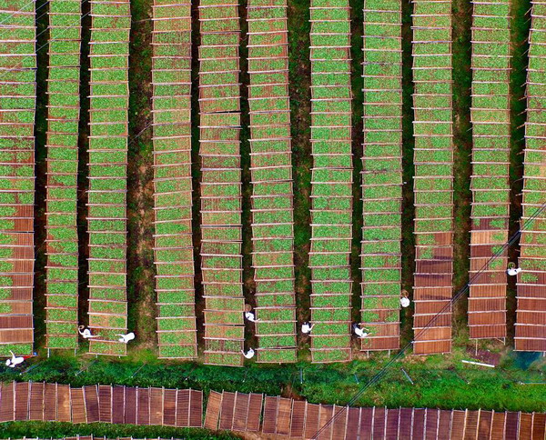 Tea-drying in Fuding