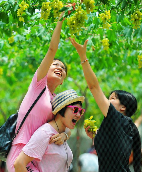 Grapes picked during summer vacation program in Fuzhou