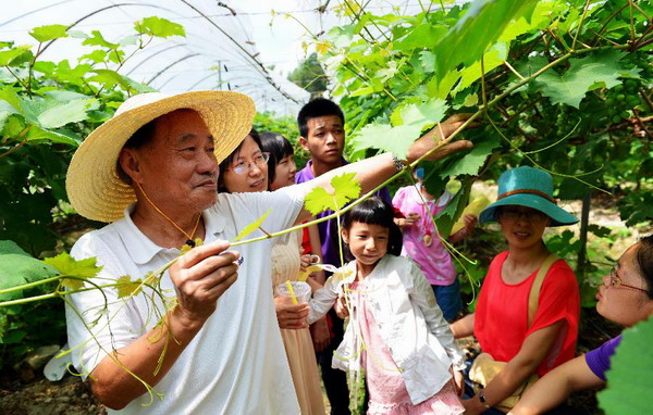 Grapes picked during summer vacation program in Fuzhou