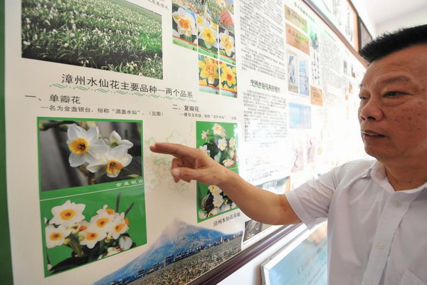 Daffodil plantation in Zhangzhou