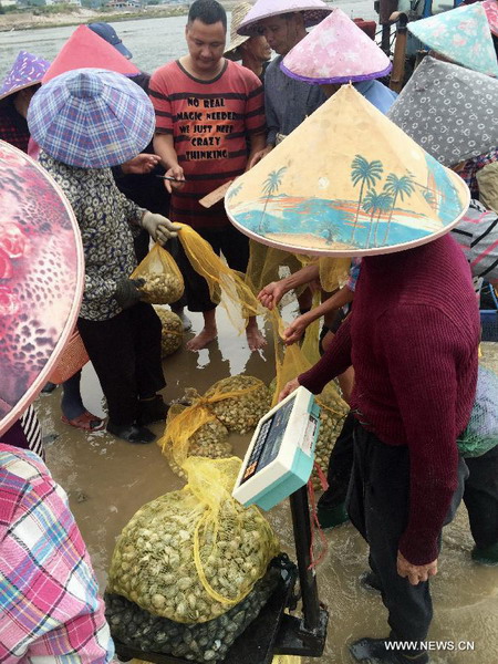 Shellfish harvest in Lianjiang