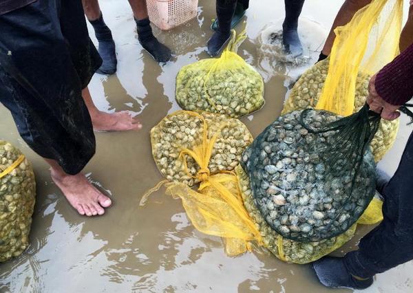 Shellfish harvest in Lianjiang