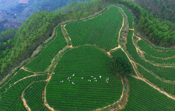 Tea-leaves picking