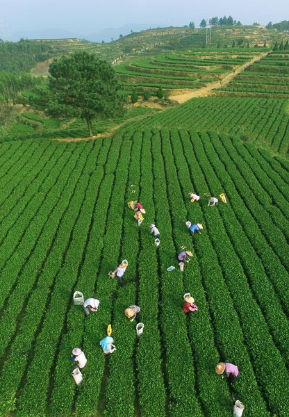 Tea-leaves picking