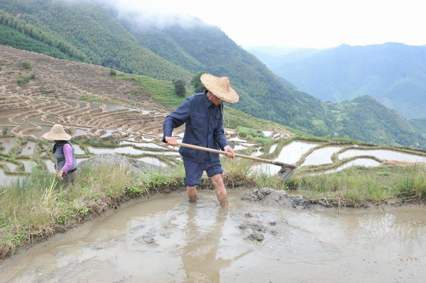 Beautiful terraced fields in Fujian