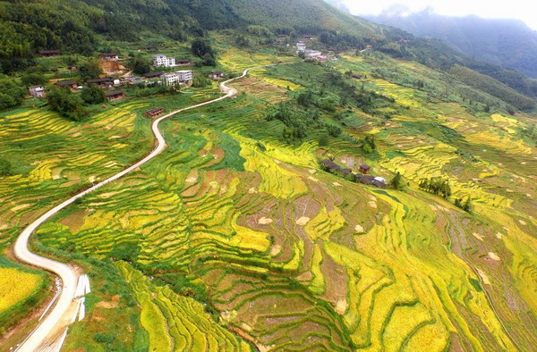 Beautiful terraced fields in Fujian