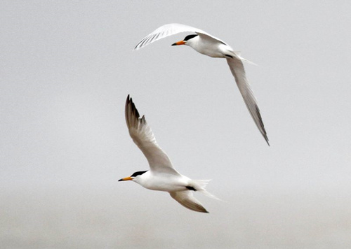 Fuzhou welcomes birdwatching season