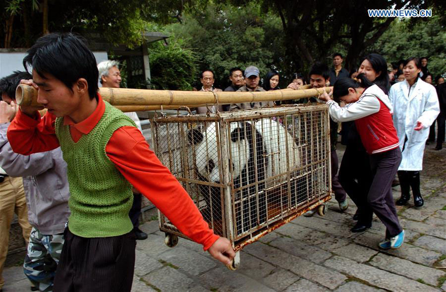 Giant panda Basi celebrates 35th birthday