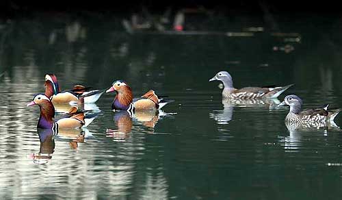 Mandarin ducks spotted in rural Fujian