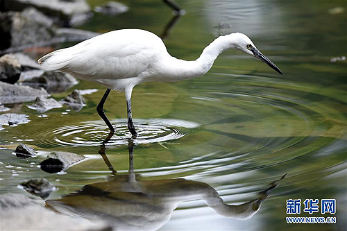 Little egrets inhabit Fuzhou’s Xihu Park